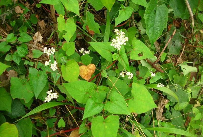 「動植物進出口」2021年國家林業、草原局重點保護野生植物名錄