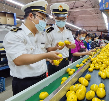 「食品出口報關(guān)」湖南首批柑橘順利出口,離不開海關(guān)人員的支持